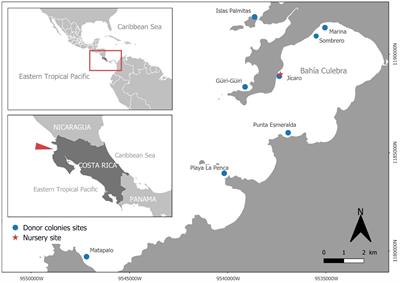 Testing the feasibility of coral nurseries in an upwelling area in the North Pacific of Costa Rica